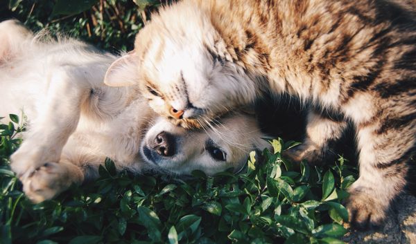 How to Gain an Advantage with the New Sales Buddy System